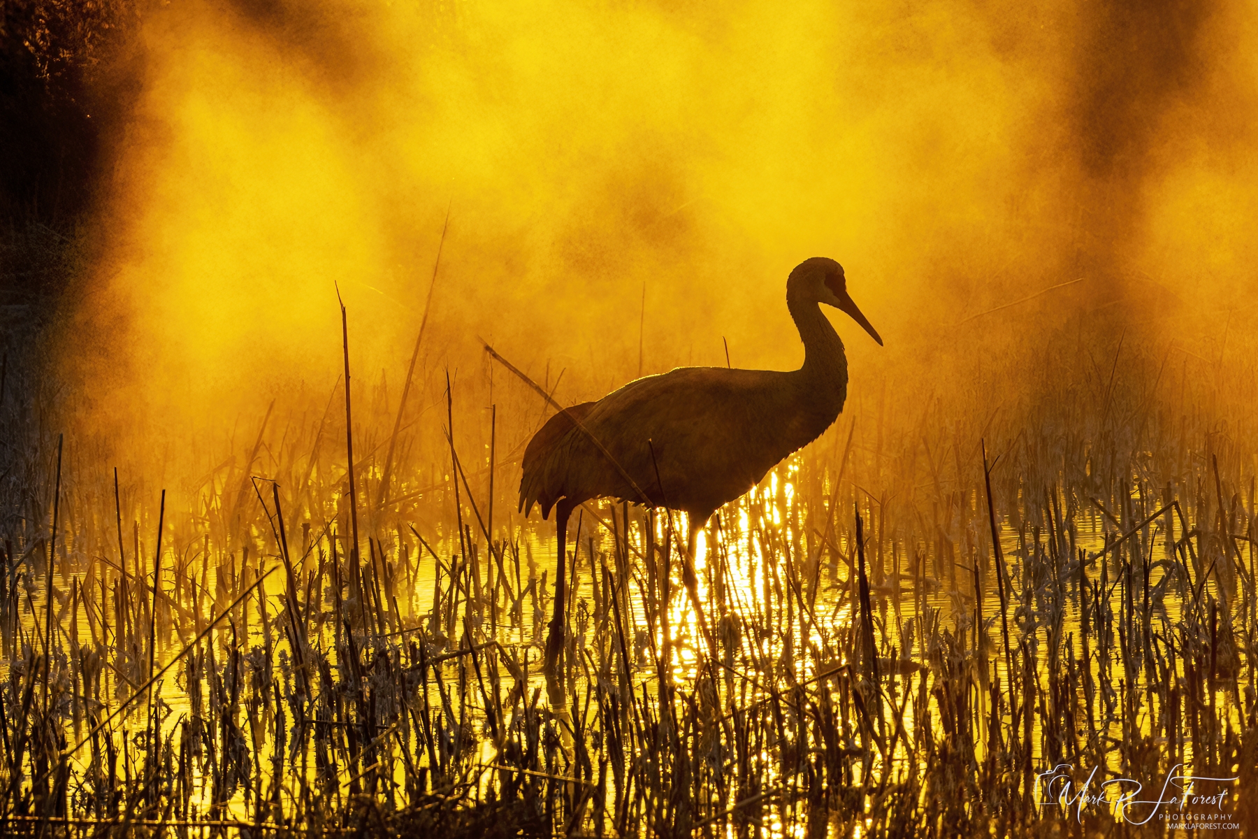 Benardo Wildlife Area, New Mexico